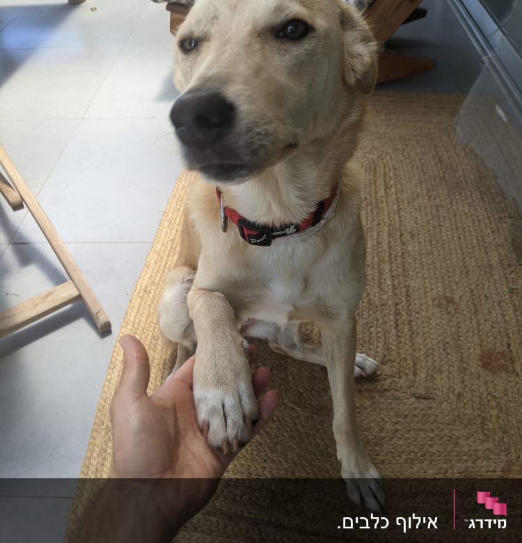 אדם לוחץ יד לכלב עם קולר אדום